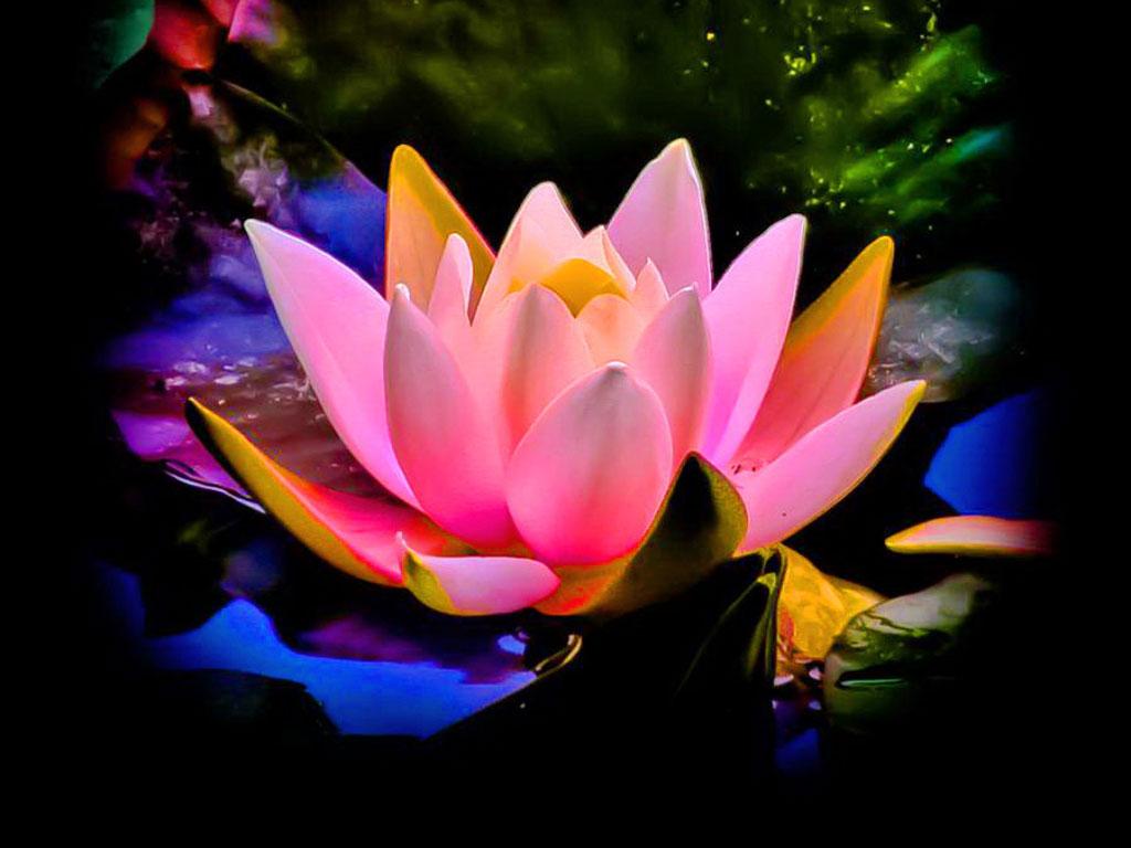 flowerwallpaperflowerdrop315773081024768
